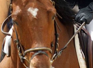 Aventure a cheval dans le 13